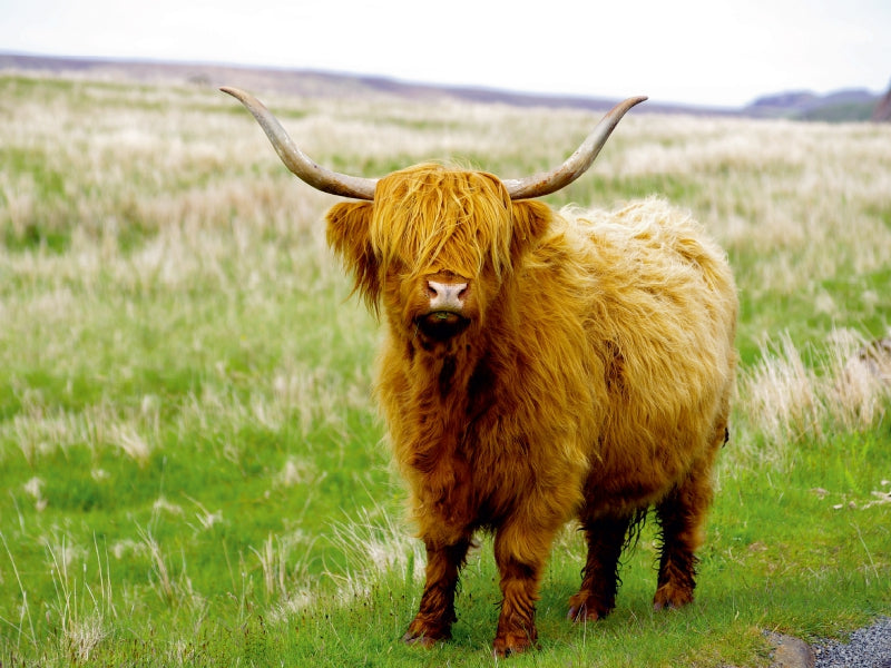 Ein echter Highlander 1000 Teile Puzzle quer - CALVENDO Foto-Puzzle'