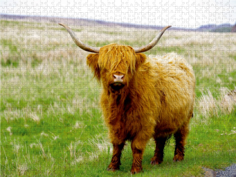 Ein echter Highlander 1000 Teile Puzzle quer - CALVENDO Foto-Puzzle'