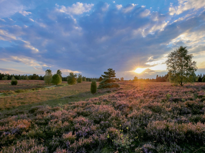 Sonnenuntergang im Büsenbachtal bei Handeloh 1000 Teile Puzzle quer - CALVENDO Foto-Puzzle'
