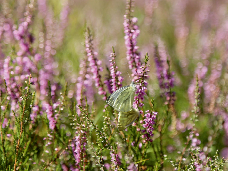 Kohlweißlinge bei der Paarung in der Heide 1000 Teile Puzzle quer - CALVENDO Foto-Puzzle'