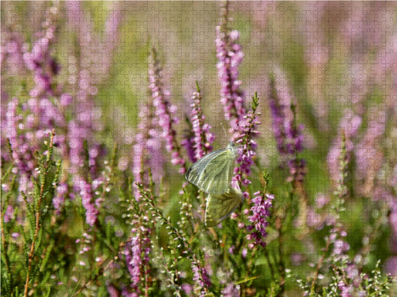 Kohlweißlinge bei der Paarung in der Heide 1000 Teile Puzzle quer - CALVENDO Foto-Puzzle'
