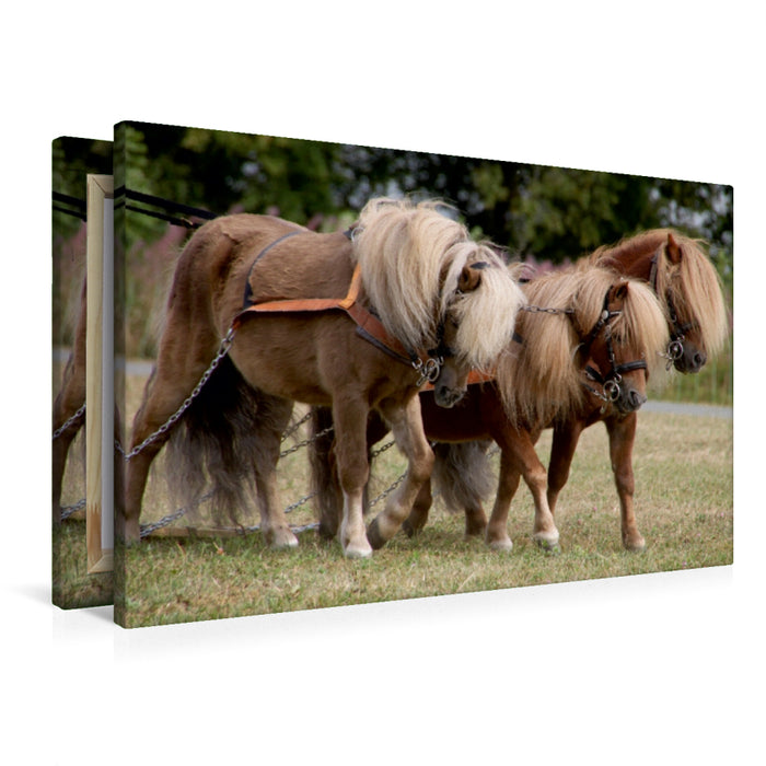 Premium Textil-Leinwand Shetlandponys