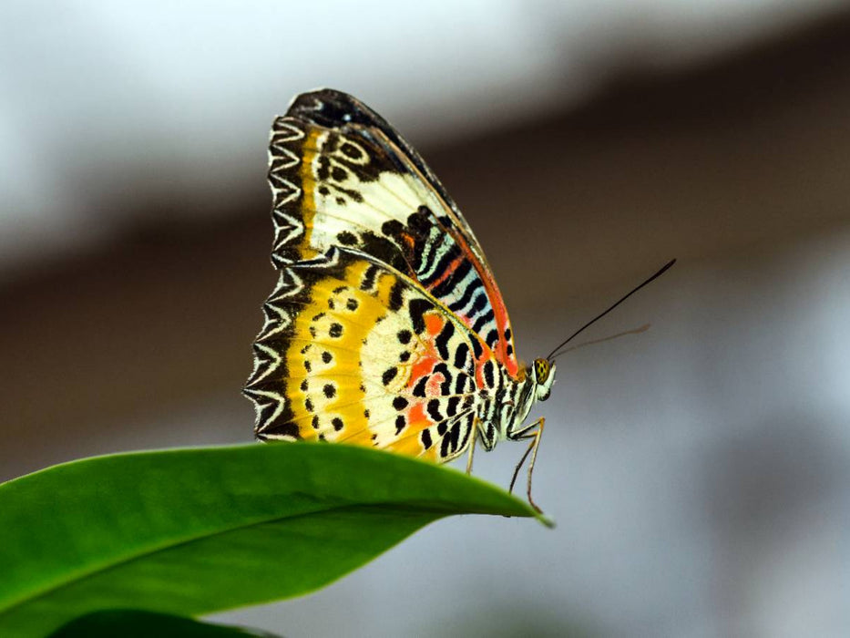Cethosia cyane - CALVENDO Foto-Puzzle'