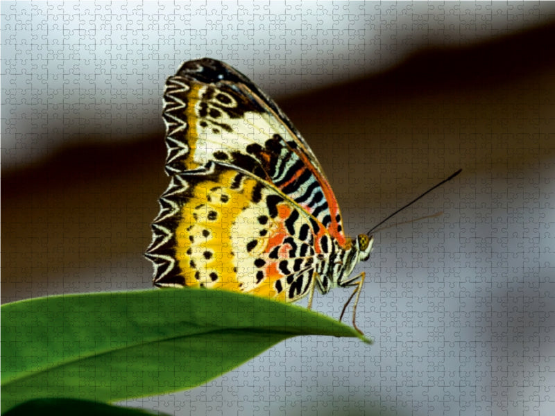 Cethosia cyane 1000 Teile Puzzle quer - CALVENDO Foto-Puzzle'