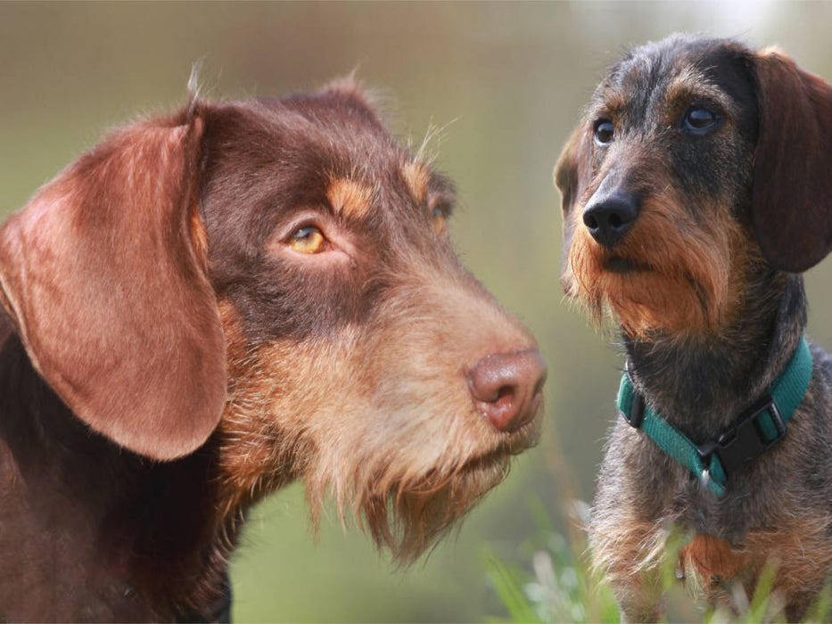 Dog breed wire-haired dachshund - CALVENDO photo puzzle 