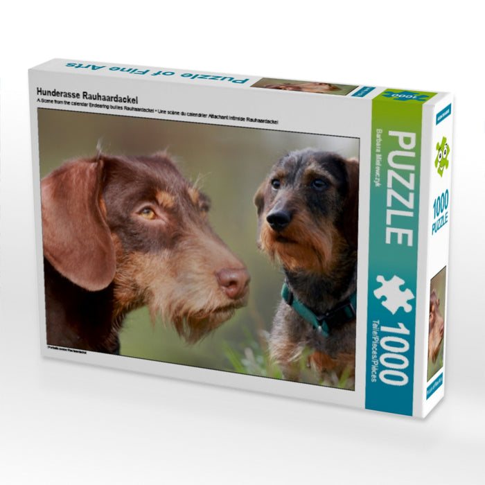 Hunderasse Rauhaardackel 1000 Teile Puzzle quer - CALVENDO Foto-Puzzle'
