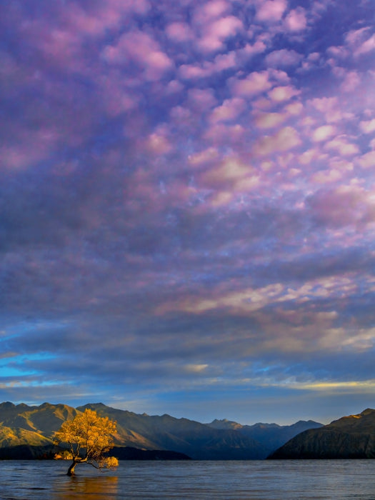 Der Baum im See von Wanaka im Morgenlicht, Neuseeland 1000 Teile Puzzle hoch - CALVENDO Foto-Puzzle'