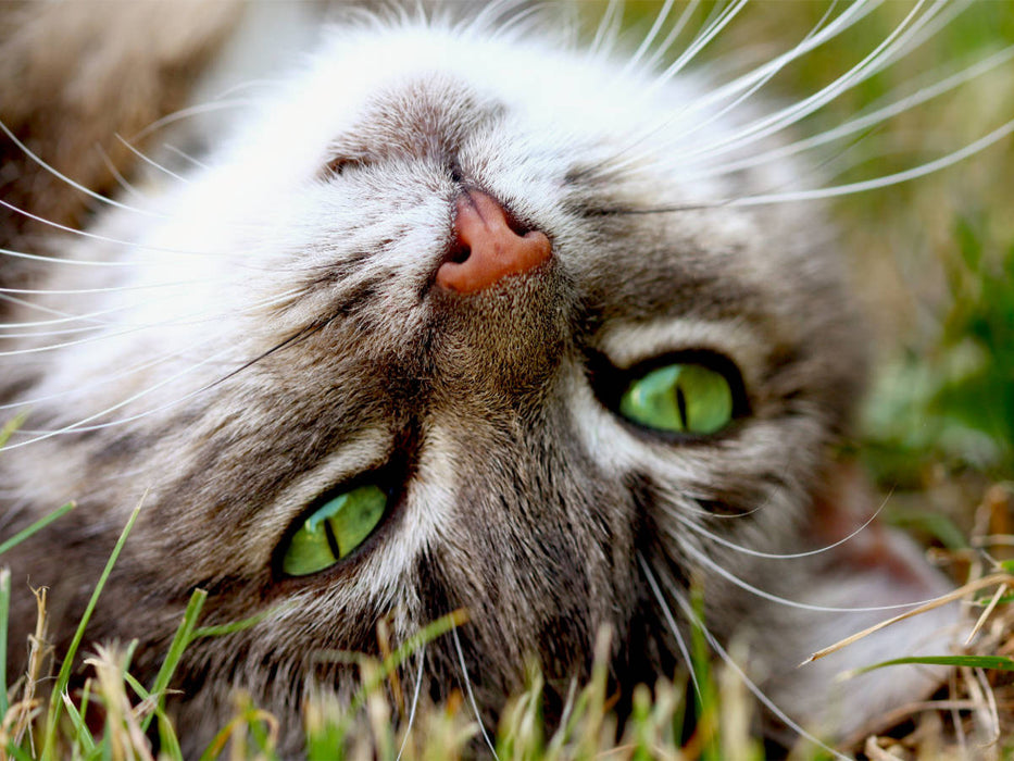 Nahaufnahme einer Katze - CALVENDO Foto-Puzzle'