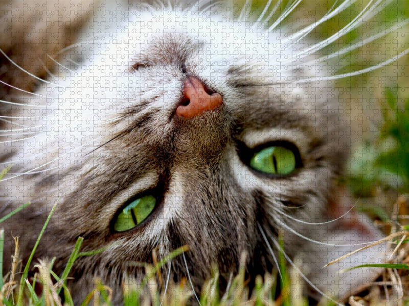 Nahaufnahme einer Katze - CALVENDO Foto-Puzzle'