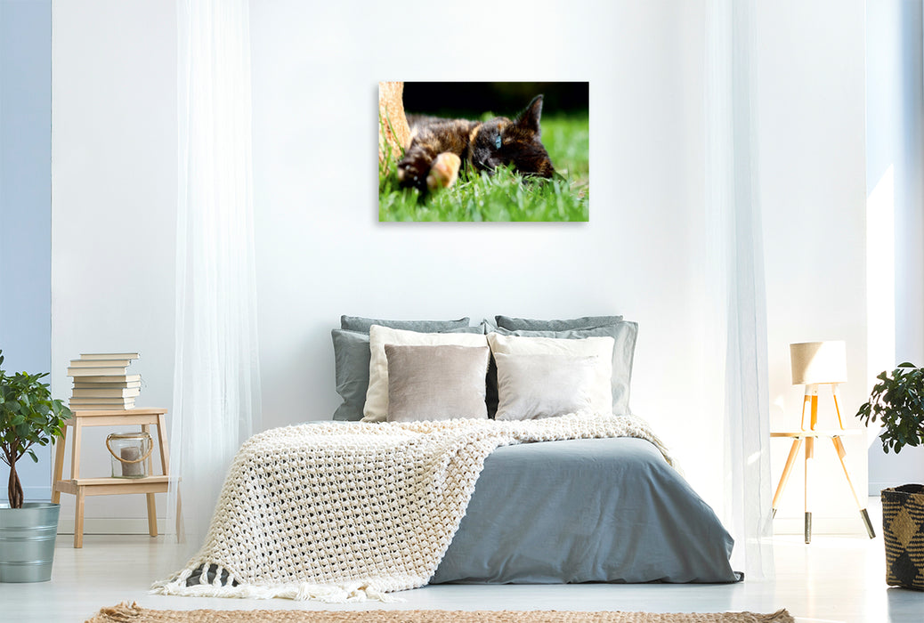 Premium Textil-Leinwand Premium Textil-Leinwand 90 cm x 60 cm quer Schwarz braune Katze im Gras