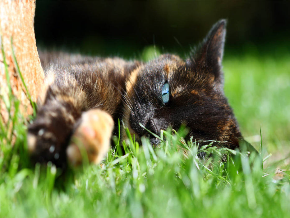 Schwarz braune Katze im Gras - CALVENDO Foto-Puzzle'