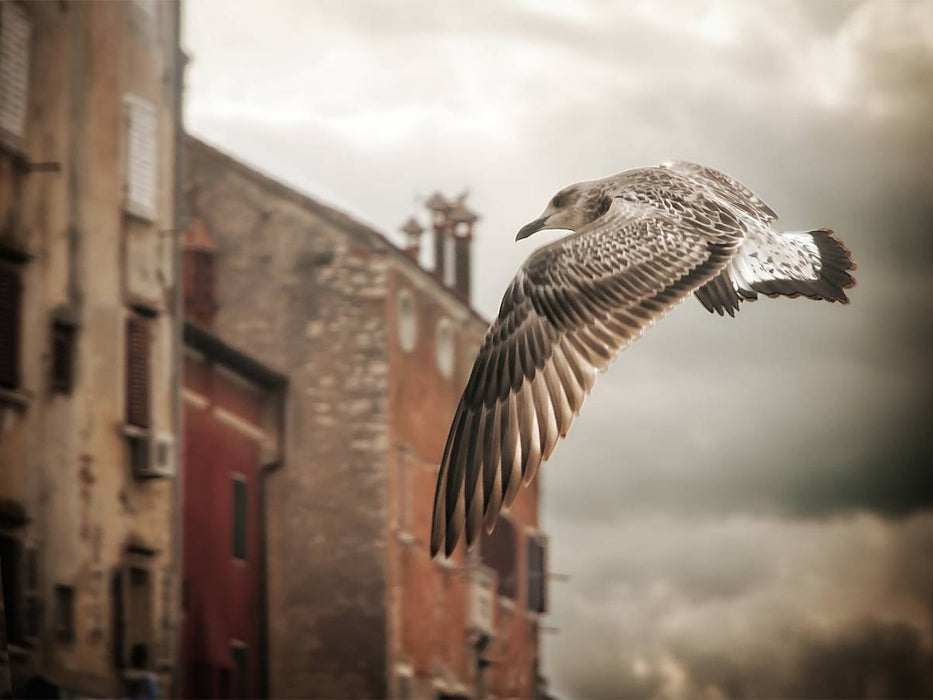Flieg Vogel, flieg..... - CALVENDO Foto-Puzzle'