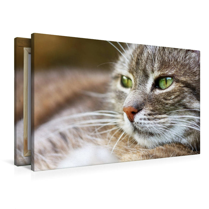 Premium Textil-Leinwand Graue Katze