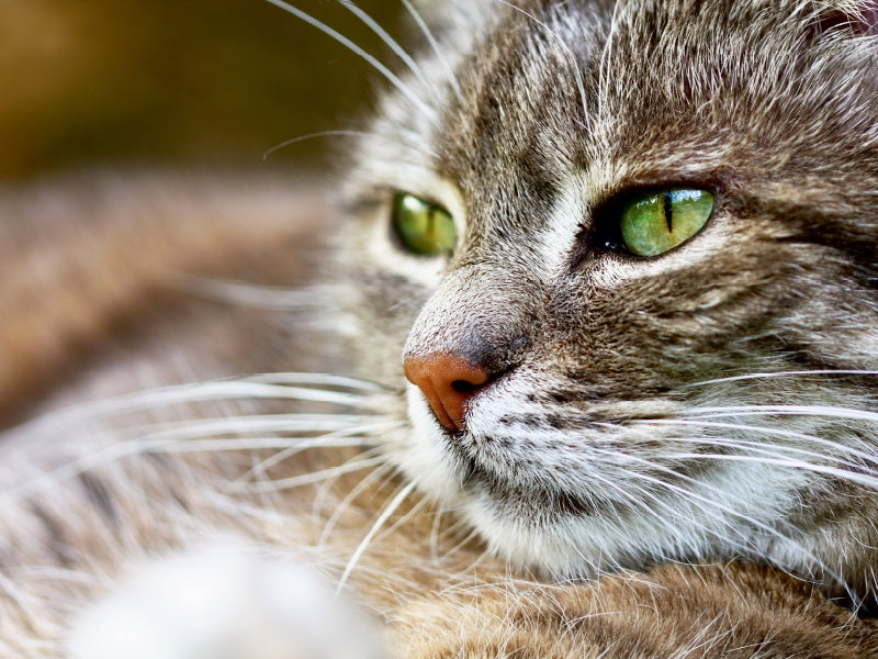 Chat gris - Puzzle photo CALVENDO 