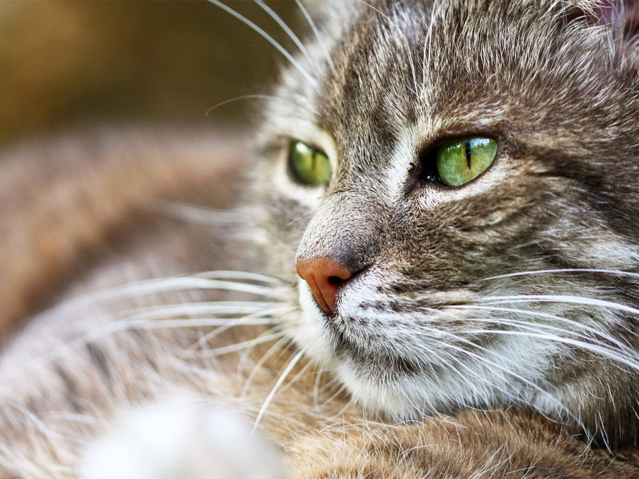 Graue Katze - CALVENDO Foto-Puzzle'