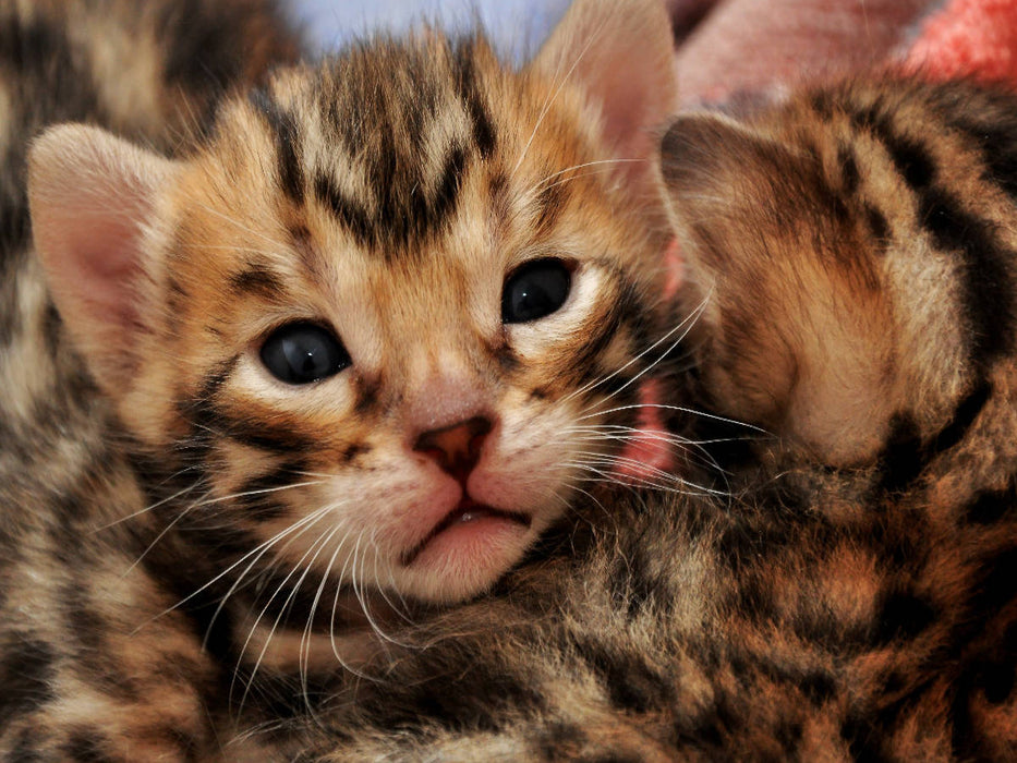 Kittengesicht mit 18 Tagen - CALVENDO Foto-Puzzle'
