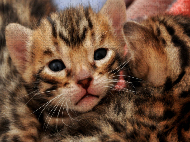 Kittengesicht mit 18 Tagen - CALVENDO Foto-Puzzle'