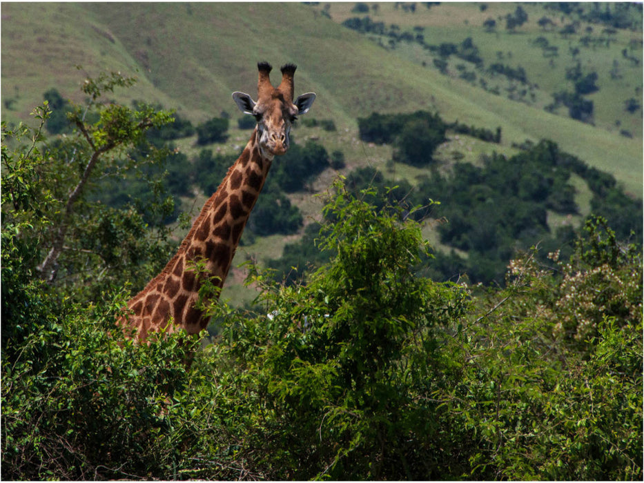 Neugierige Giraffe - CALVENDO Foto-Puzzle'