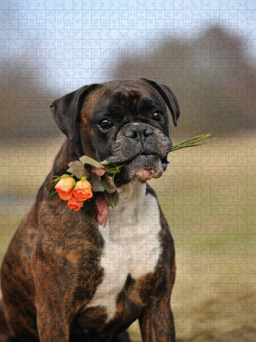 Boxer mit Blumen - CALVENDO Foto-Puzzle'