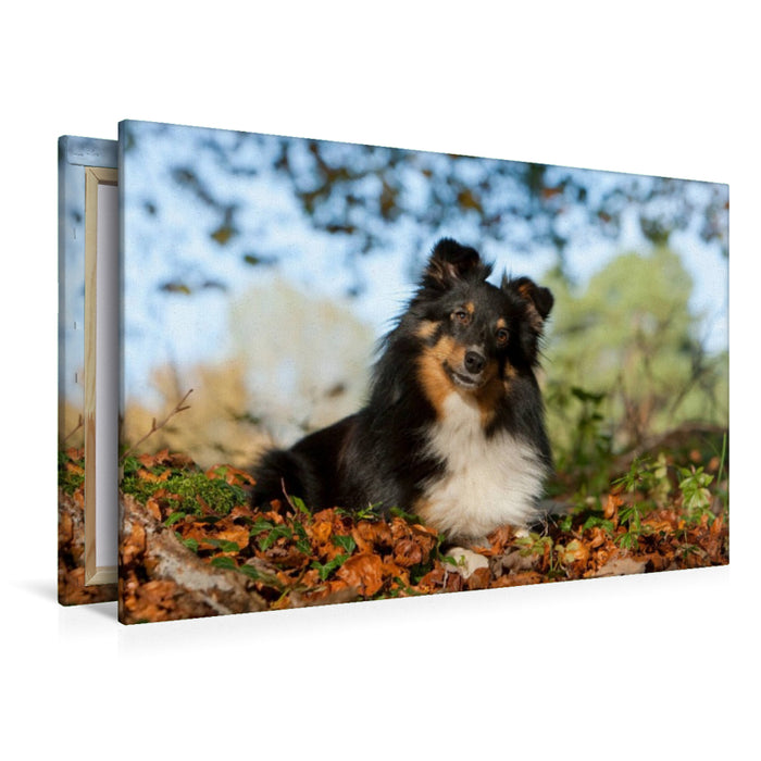 Premium Textil-Leinwand Herbstfarben