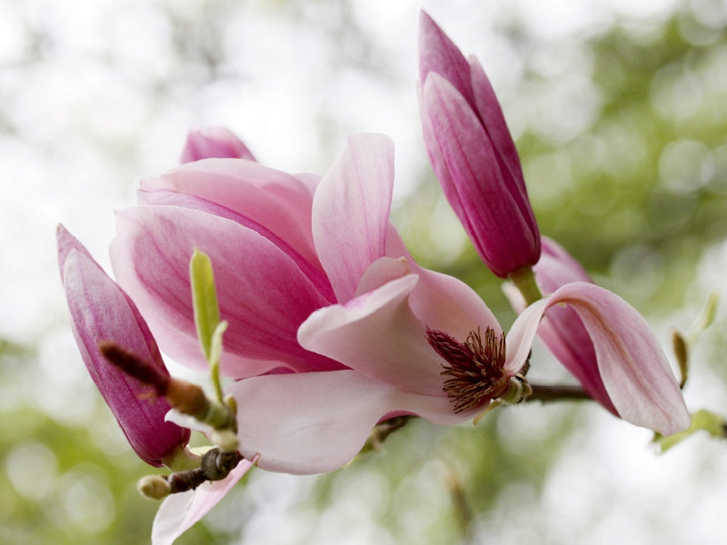 Magnolien-Traum 1000 Teile Puzzle quer - CALVENDO Foto-Puzzle'