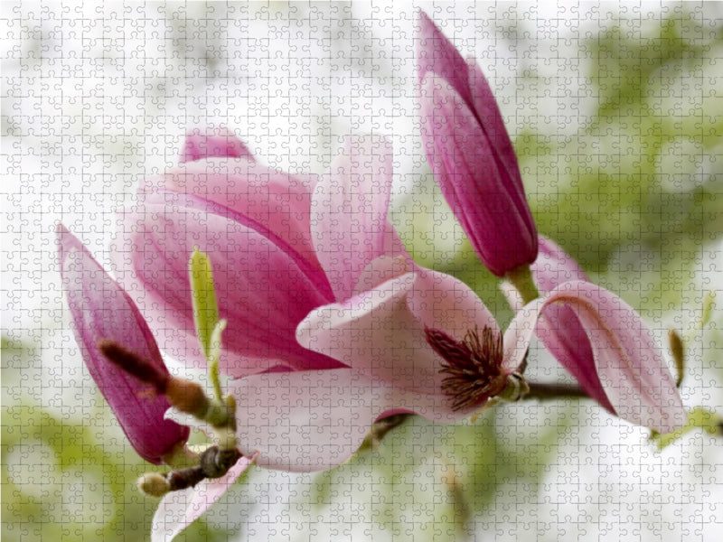Magnolien-Traum 1000 Teile Puzzle quer - CALVENDO Foto-Puzzle'