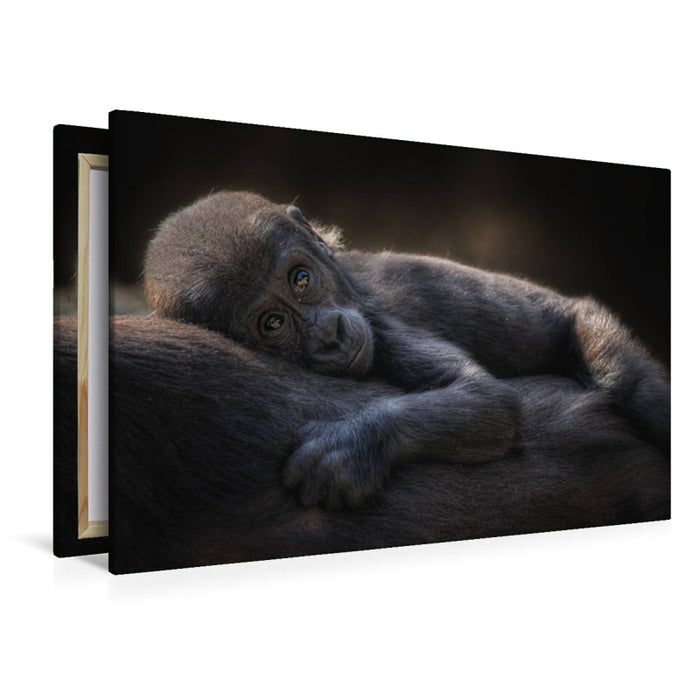 Premium Textil-Leinwand Gorilla