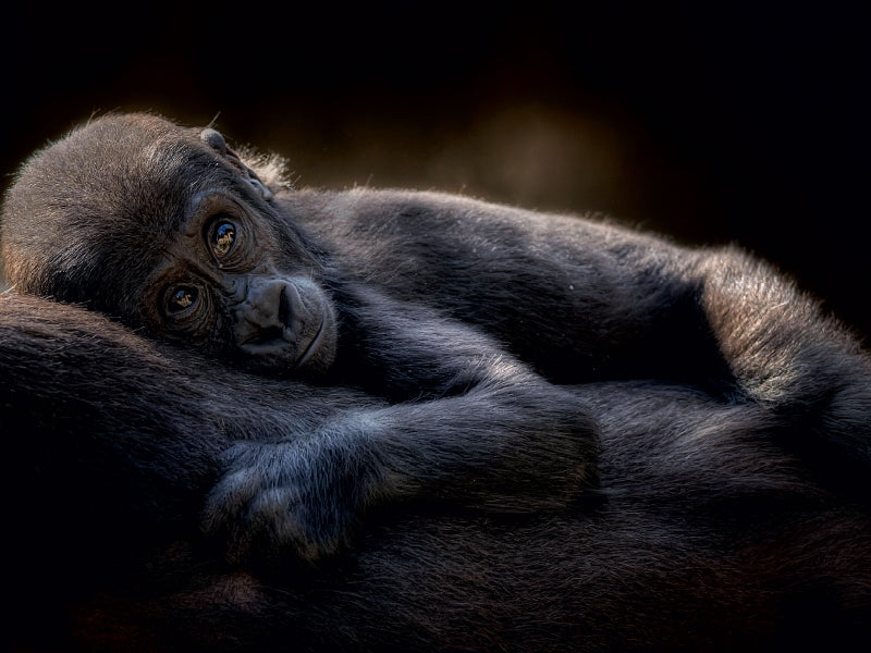 Gorilla 1000 Teile Puzzle quer - CALVENDO Foto-Puzzle'