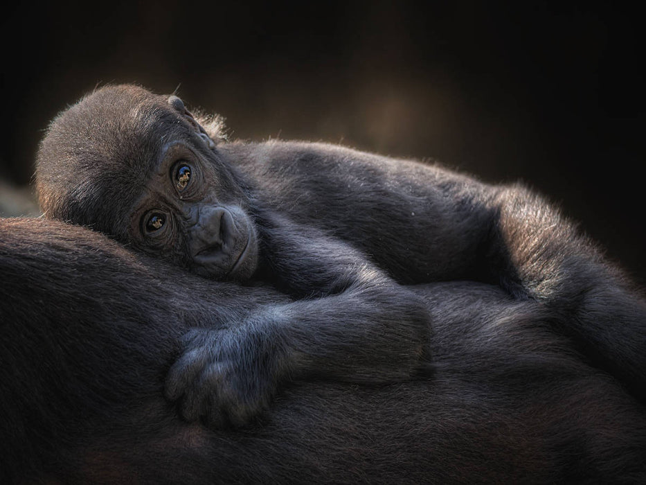 Gorilla - CALVENDO Foto-Puzzle'