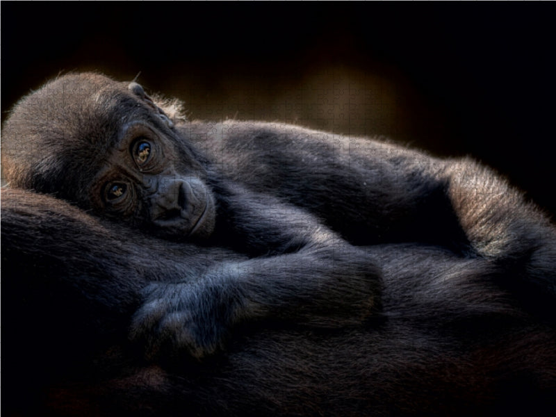 Gorilla 1000 Teile Puzzle quer - CALVENDO Foto-Puzzle'