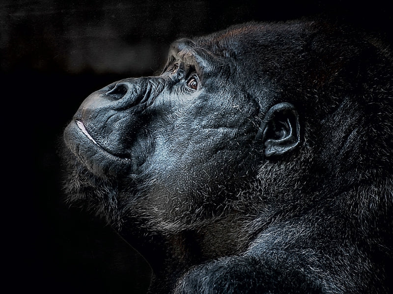 Gorilla - CALVENDO photo puzzle 