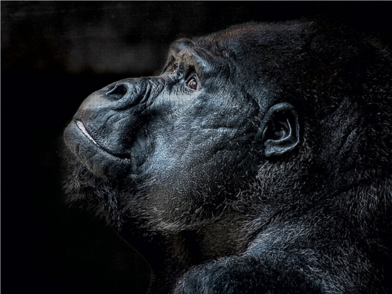 Gorilla - CALVENDO photo puzzle 