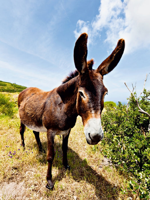 Esel in der Landschaft 1000 Teile Puzzle hoch - CALVENDO Foto-Puzzle'