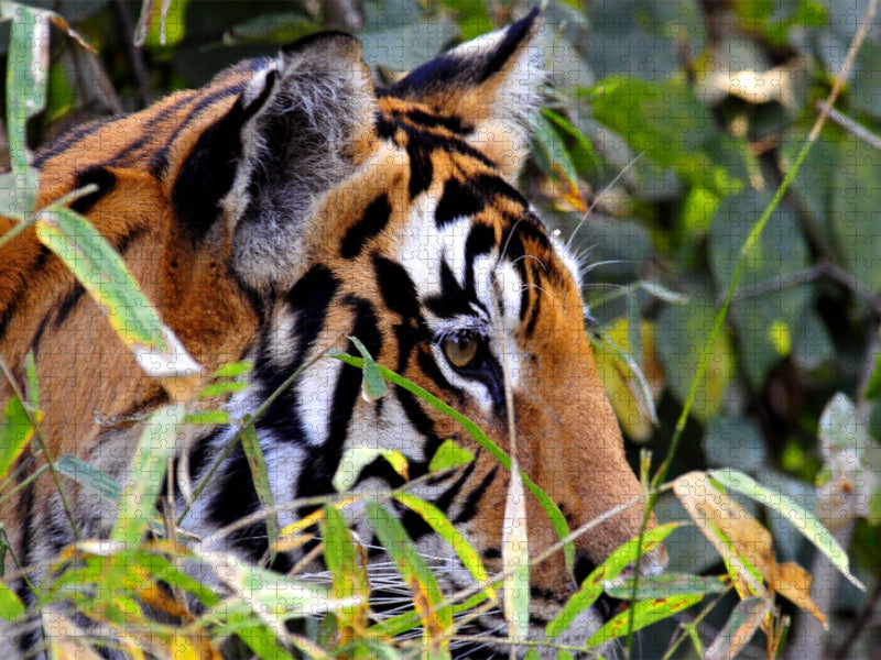 Lauernder Tiger - CALVENDO Foto-Puzzle'