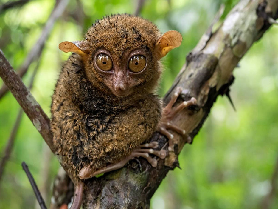 Philippinischer Koboldmaki auf Bohol - CALVENDO Foto-Puzzle'
