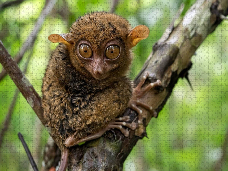 Philippinischer Koboldmaki auf Bohol - CALVENDO Foto-Puzzle'