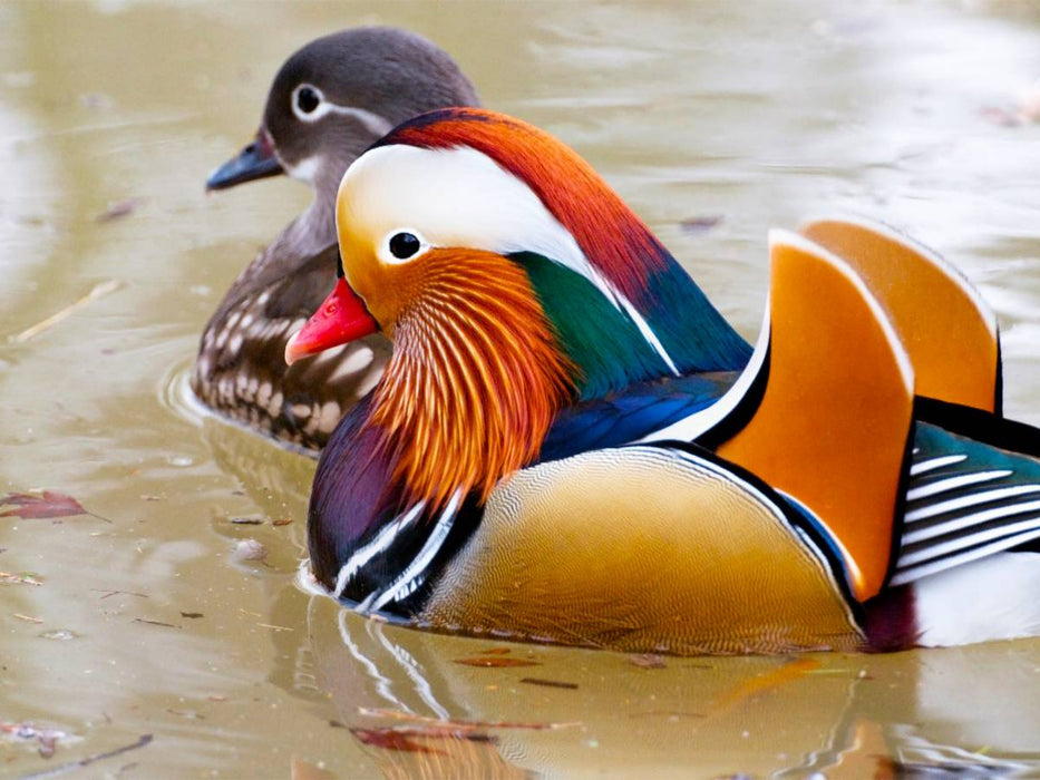 Mandarinente - CALVENDO Foto-Puzzle'