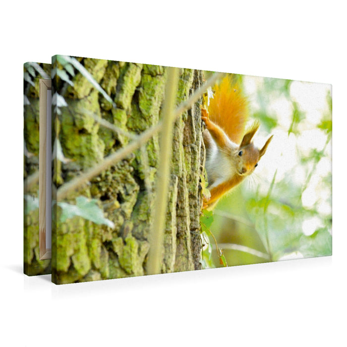 Premium Textil-Leinwand Eichhörnchen