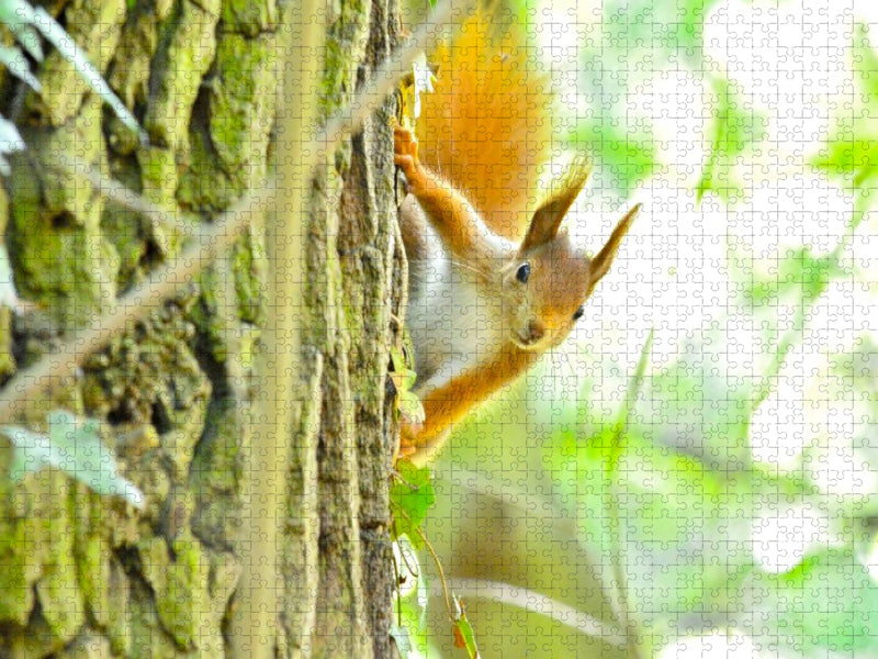 Eichhörnchen - CALVENDO Foto-Puzzle'