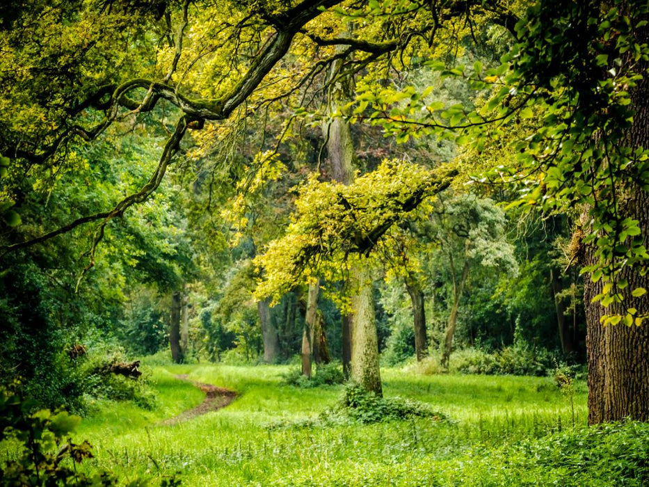 Ein Blick in den Wald - CALVENDO Foto-Puzzle'