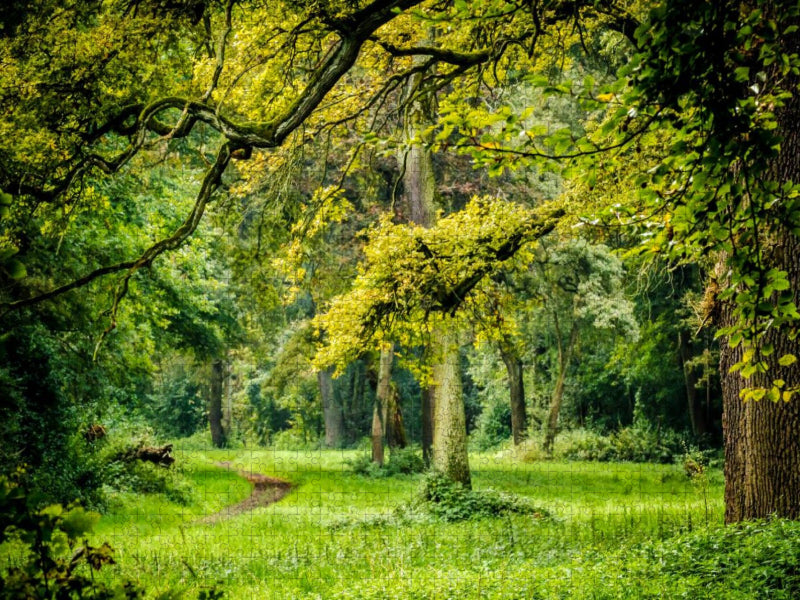 Ein Blick in den Wald - CALVENDO Foto-Puzzle'