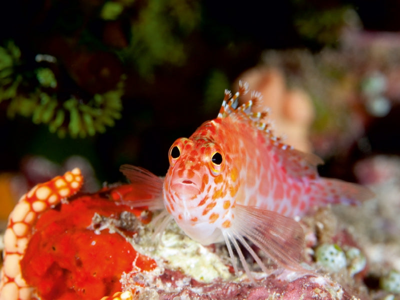Fischporträt, Malediven 1000 Teile Puzzle quer - CALVENDO Foto-Puzzle'