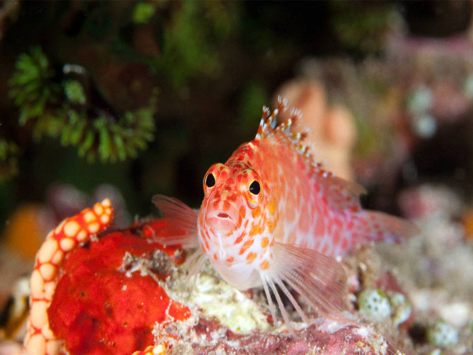 Portrait de poisson, Maldives - Puzzle photo CALVENDO 