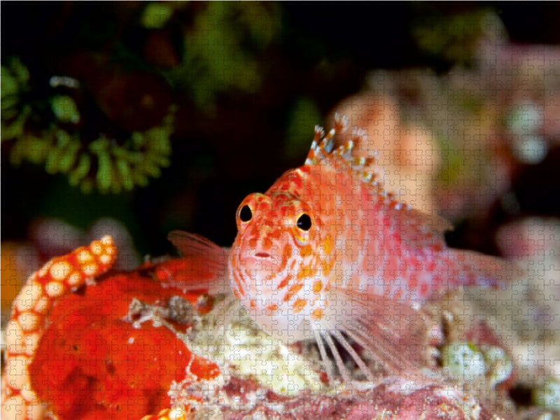 Fischporträt, Malediven 1000 Teile Puzzle quer - CALVENDO Foto-Puzzle'