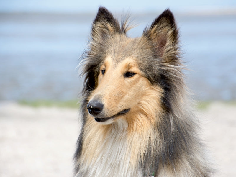 A collie accompanies you through the year - CALVENDO photo puzzle 