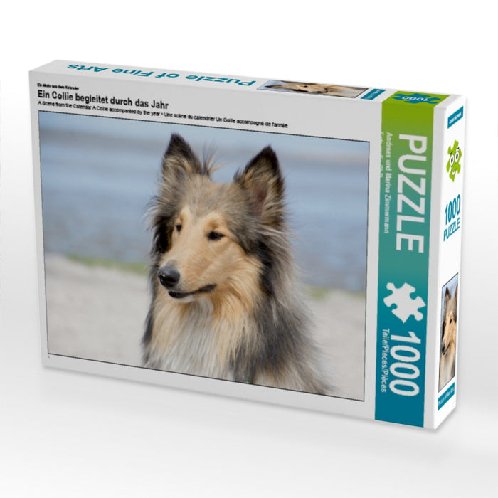 A collie accompanies you through the year - CALVENDO photo puzzle 