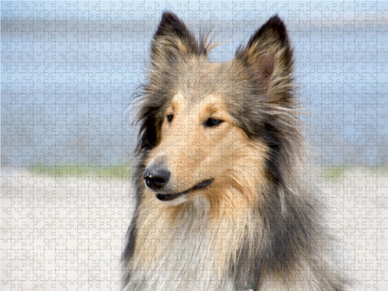 A collie accompanies you through the year - CALVENDO photo puzzle 