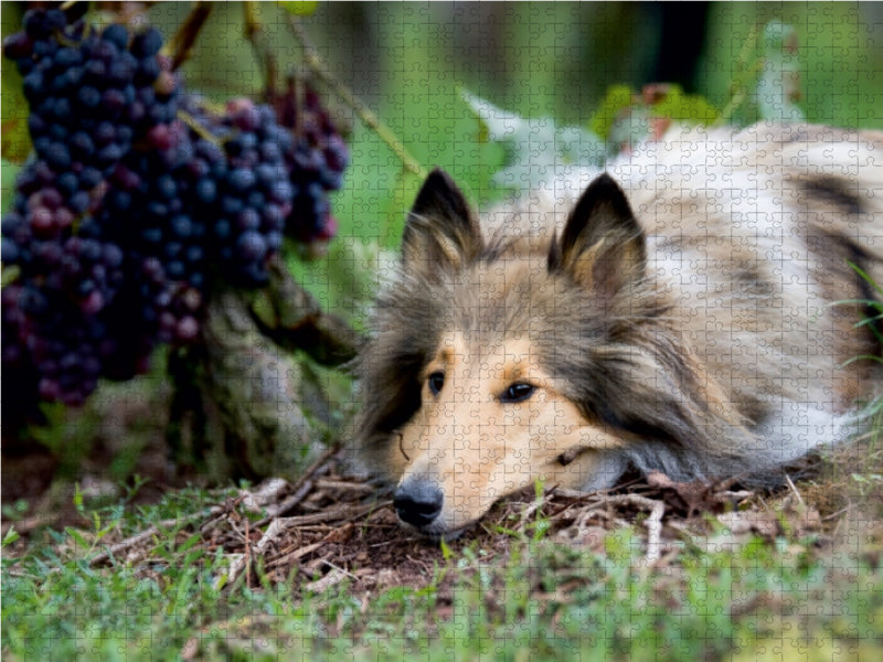 Highland Hawk Fame in den Weinbergen 1000 Teile Puzzle quer - CALVENDO Foto-Puzzle'