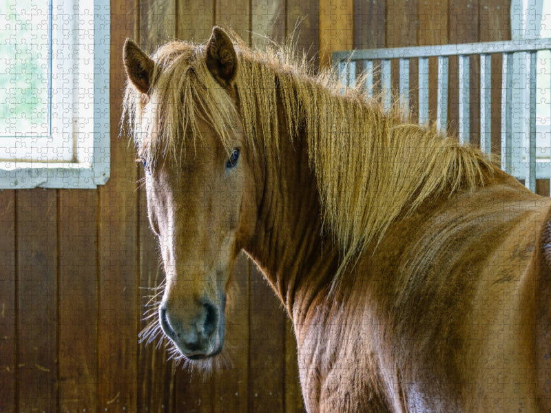 Islandpferd in einem Reitstall bei Bláskógabyggð, Island - CALVENDO Foto-Puzzle'