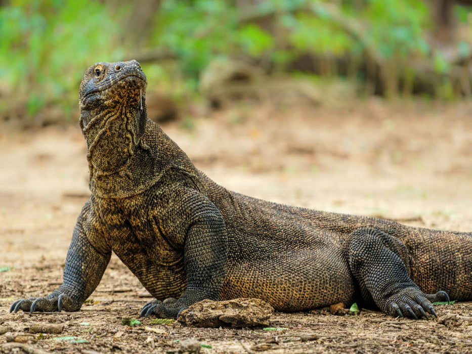 Komodowaran - Varanus komodoensis - aus Indonesien - CALVENDO Foto-Puzzle'